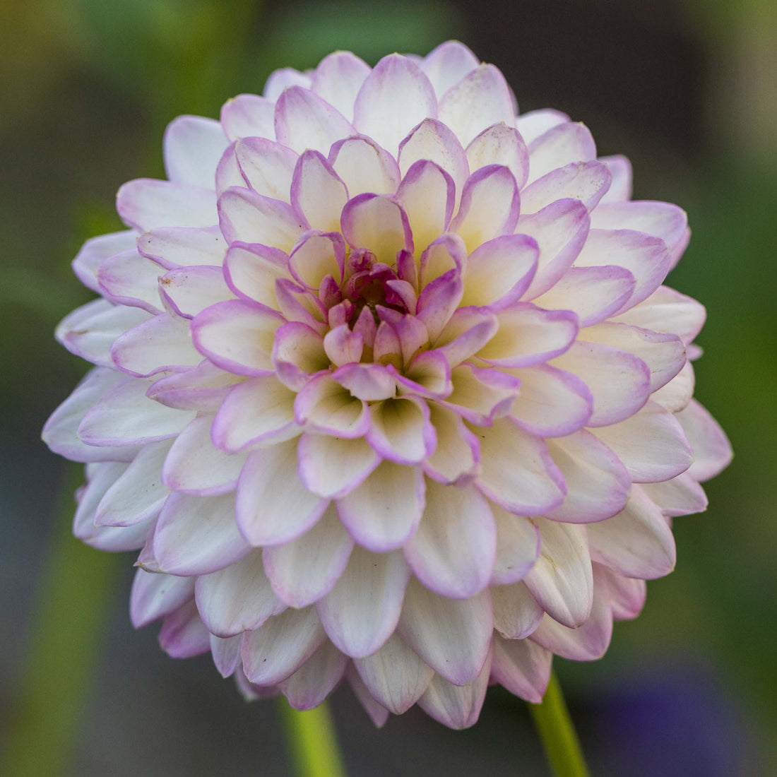 Dahlia Arbatax