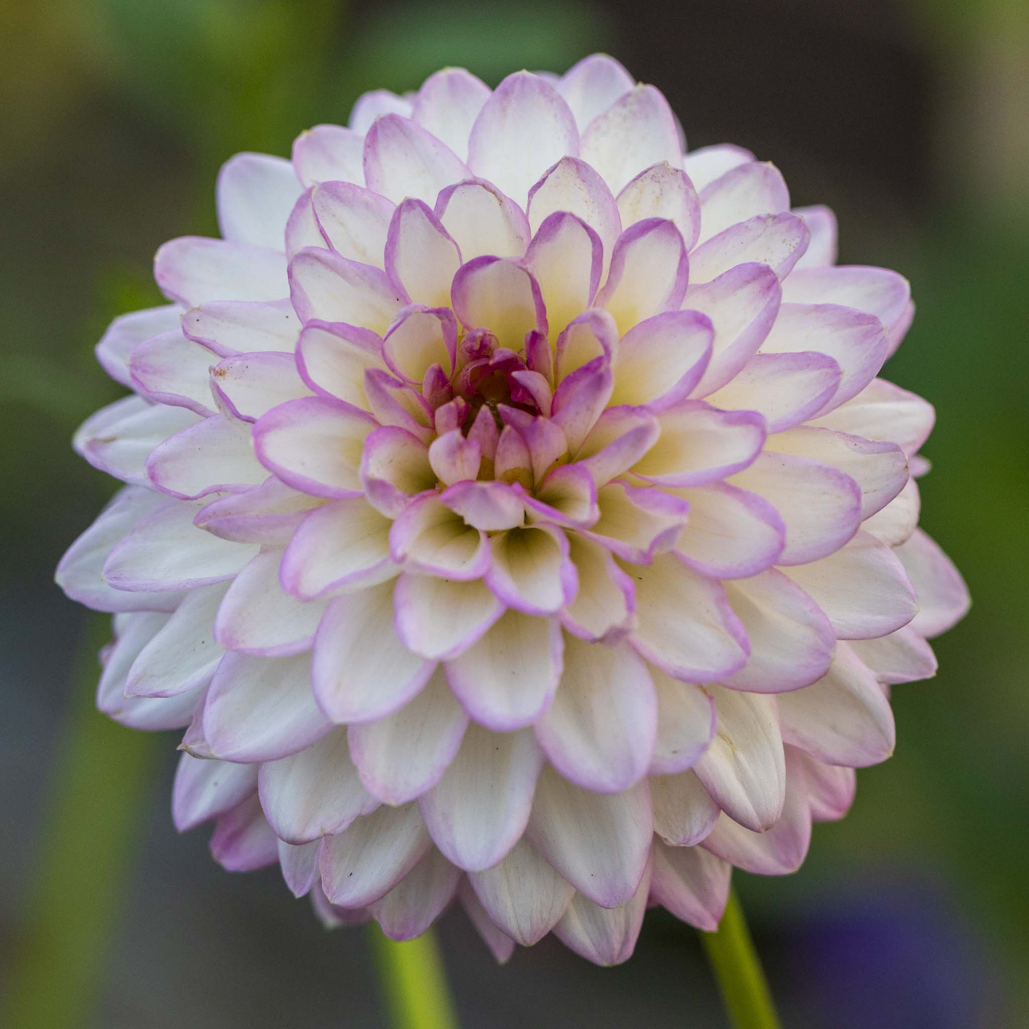 Dahlia Arbatax