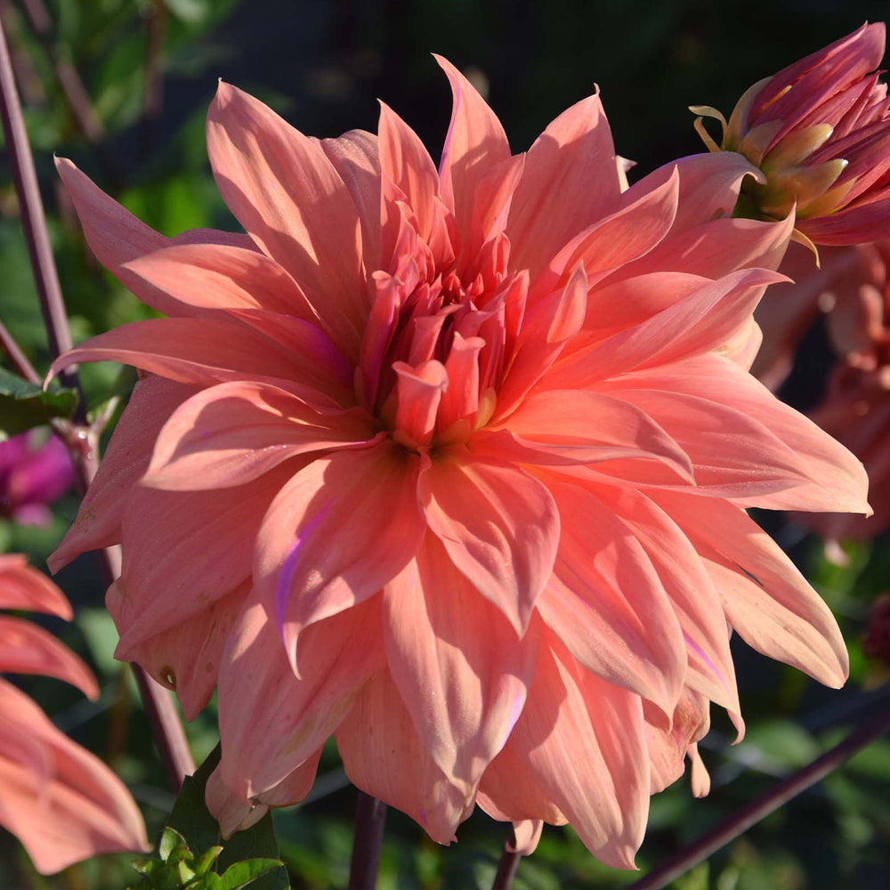Dahlia Decorative Collection