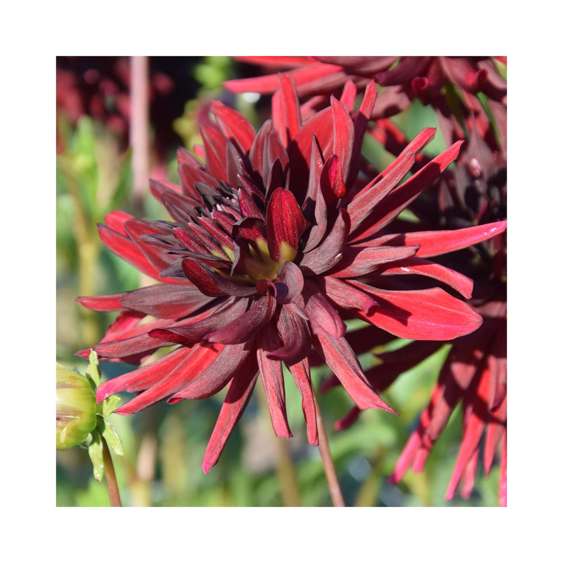 Dahlia Black Narcissus