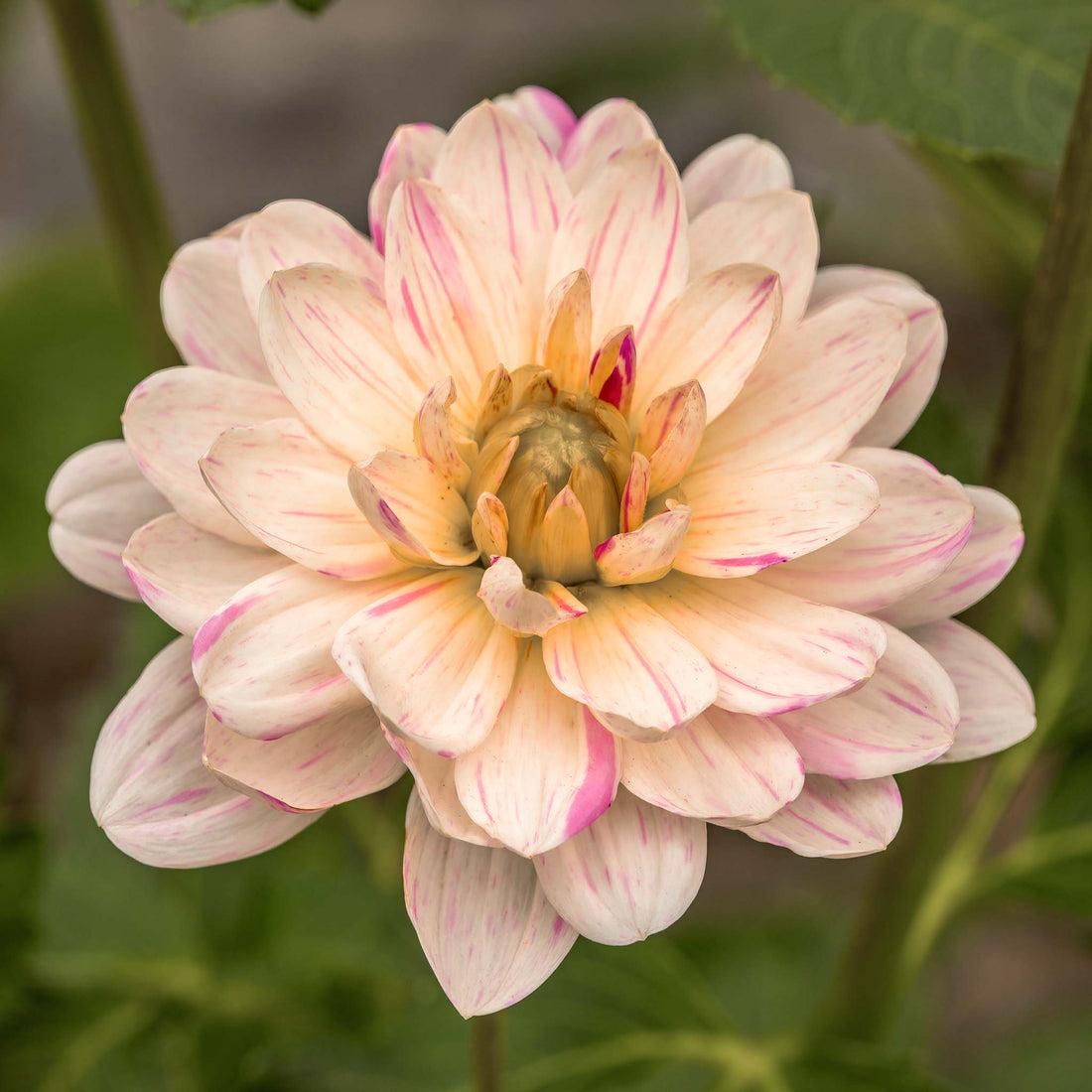 Dahlia Bonesta