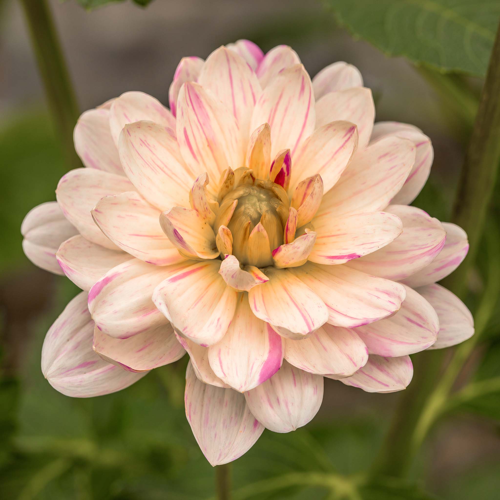 Dahlia Bonesta
