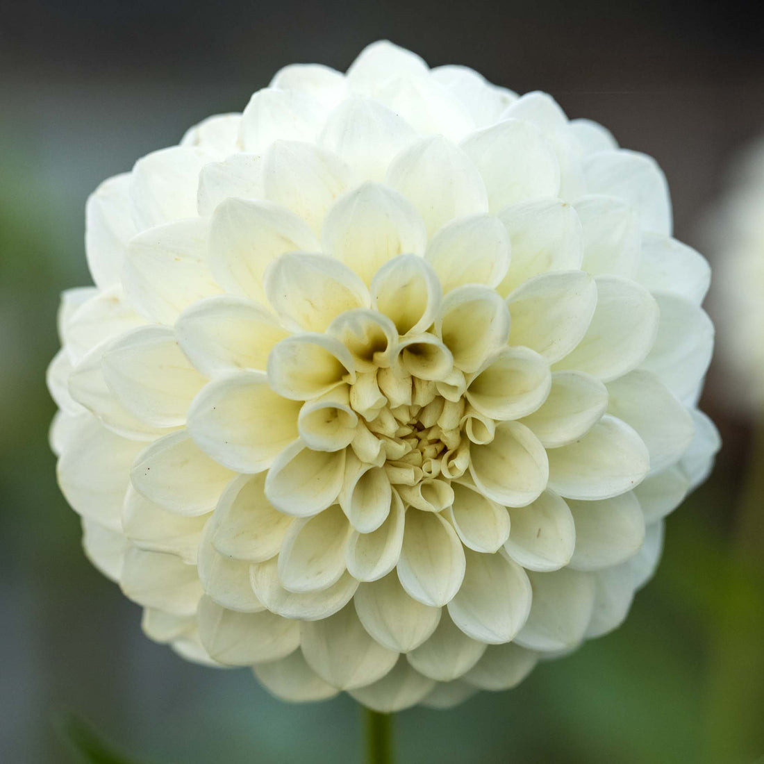 Dahlia Boom Boom White