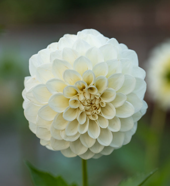 Different Dahlias, One Colourful Garden Display