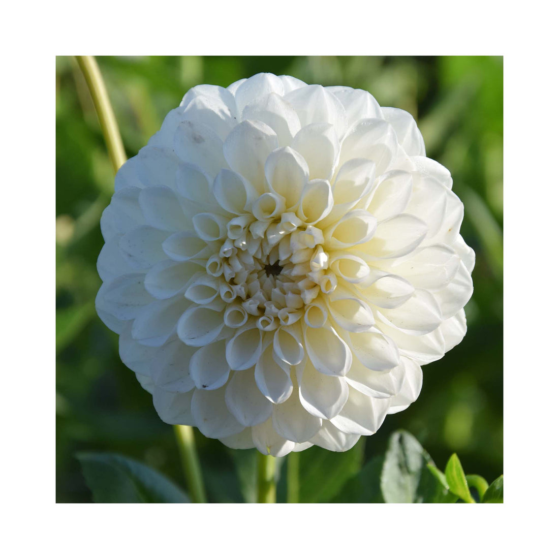 Dahlia Boom Boom White