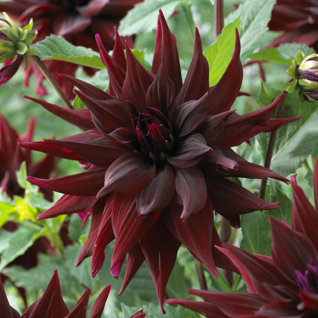 Dahlia Brigitta Alida