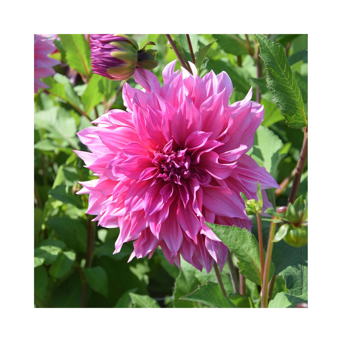 Dahlia Café au Lait Rosé