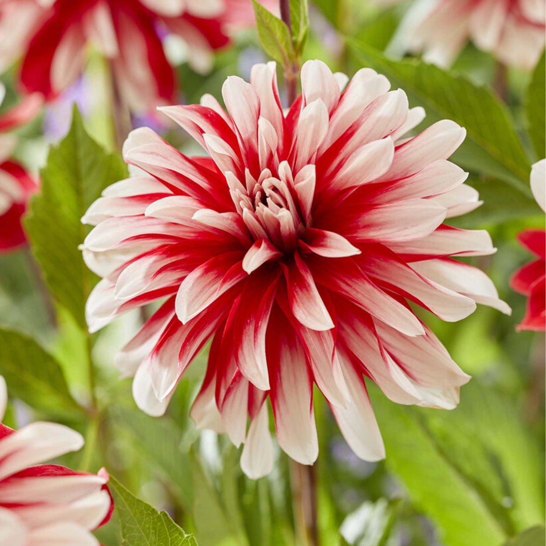 Dahlia Catching Fire