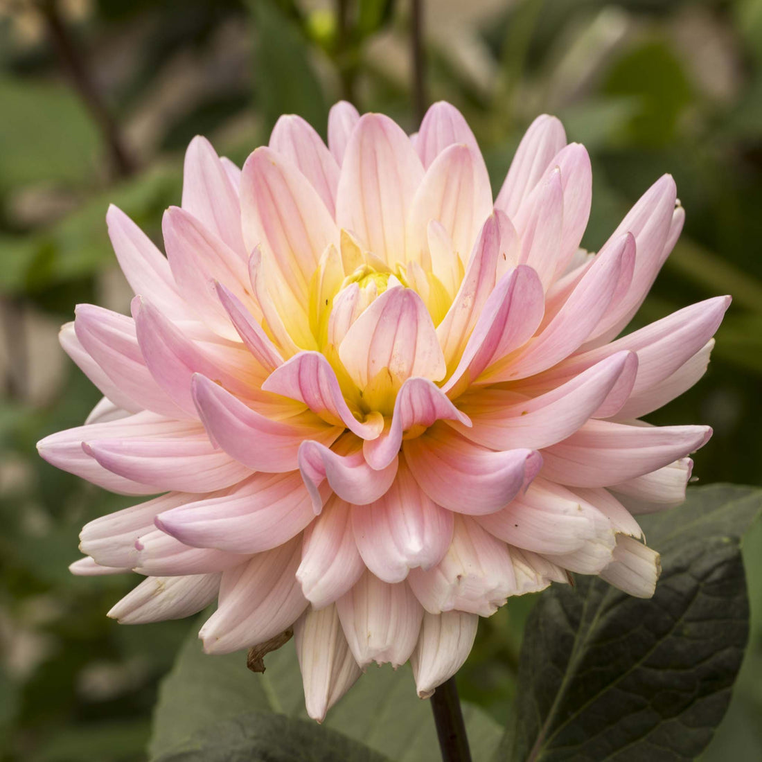 Dahlia Dianas Memory