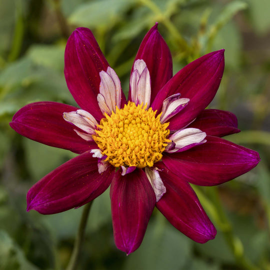 Dahlia Eefje