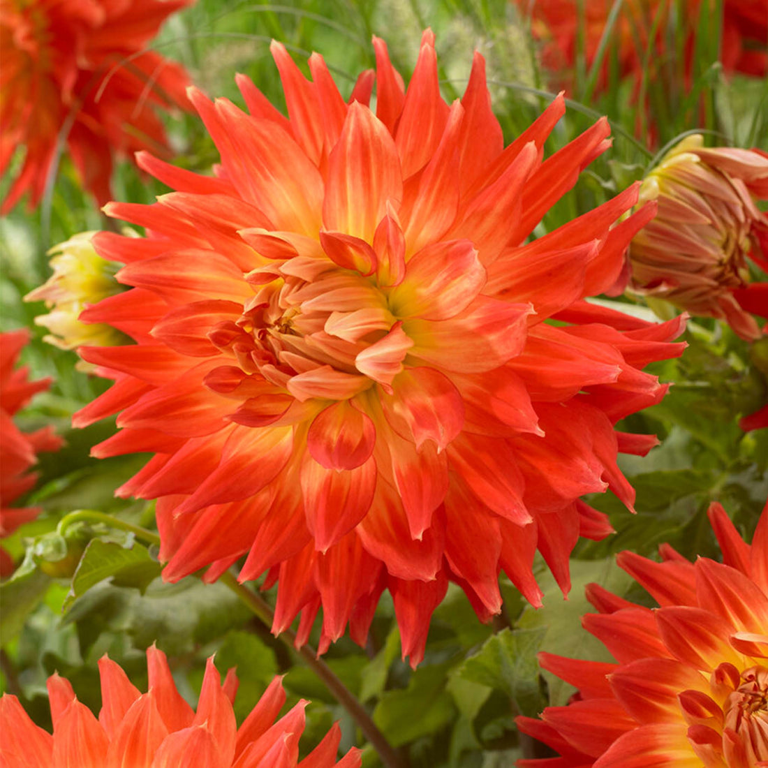 Dahlia Fired Up