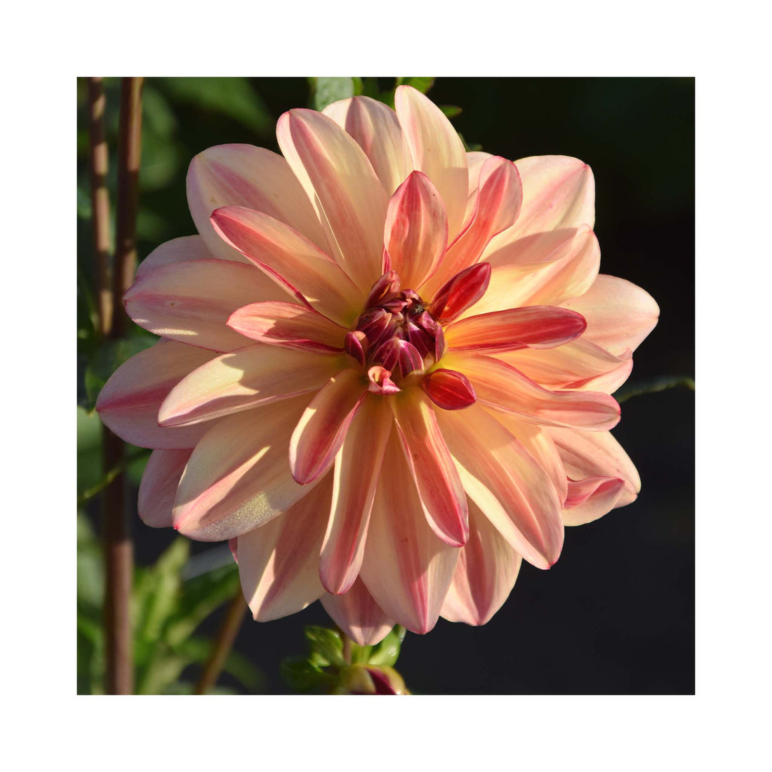 Dahlia Happy Butterfly