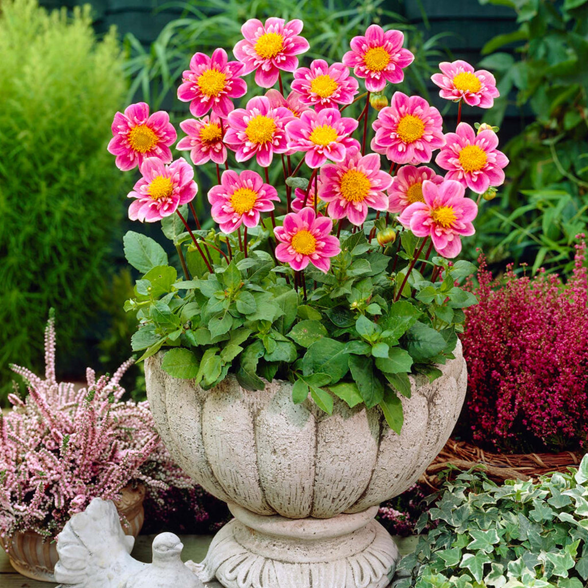 How Much Space Do Your 10 Dahlias Need?