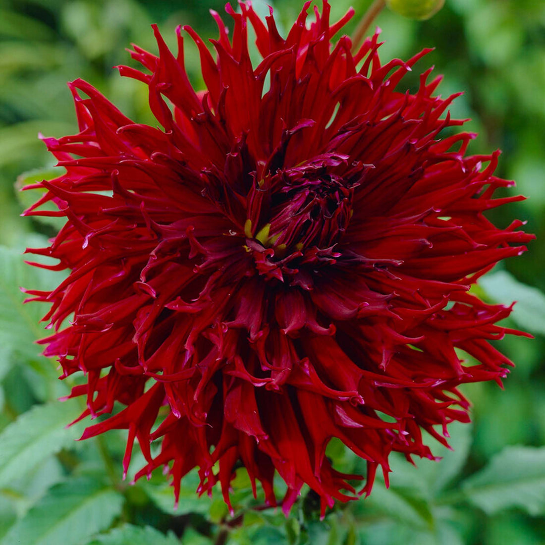 Dahlia Kenora Macop-B