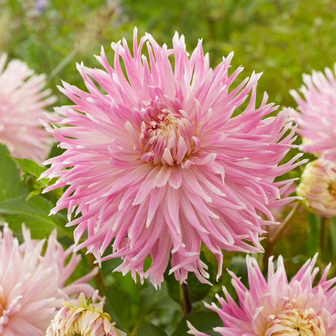 Dahlia Kiev