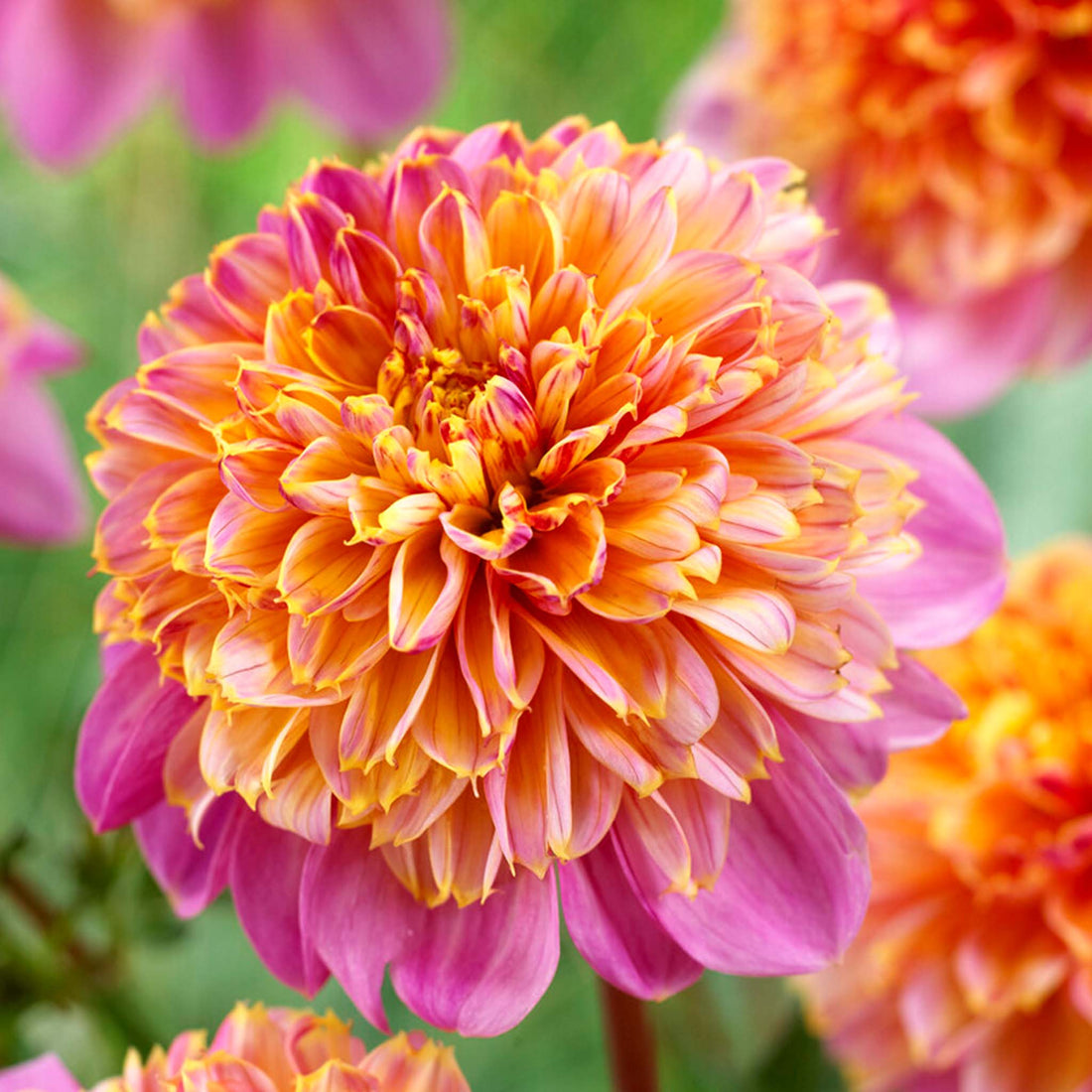 Dahlia Life Style