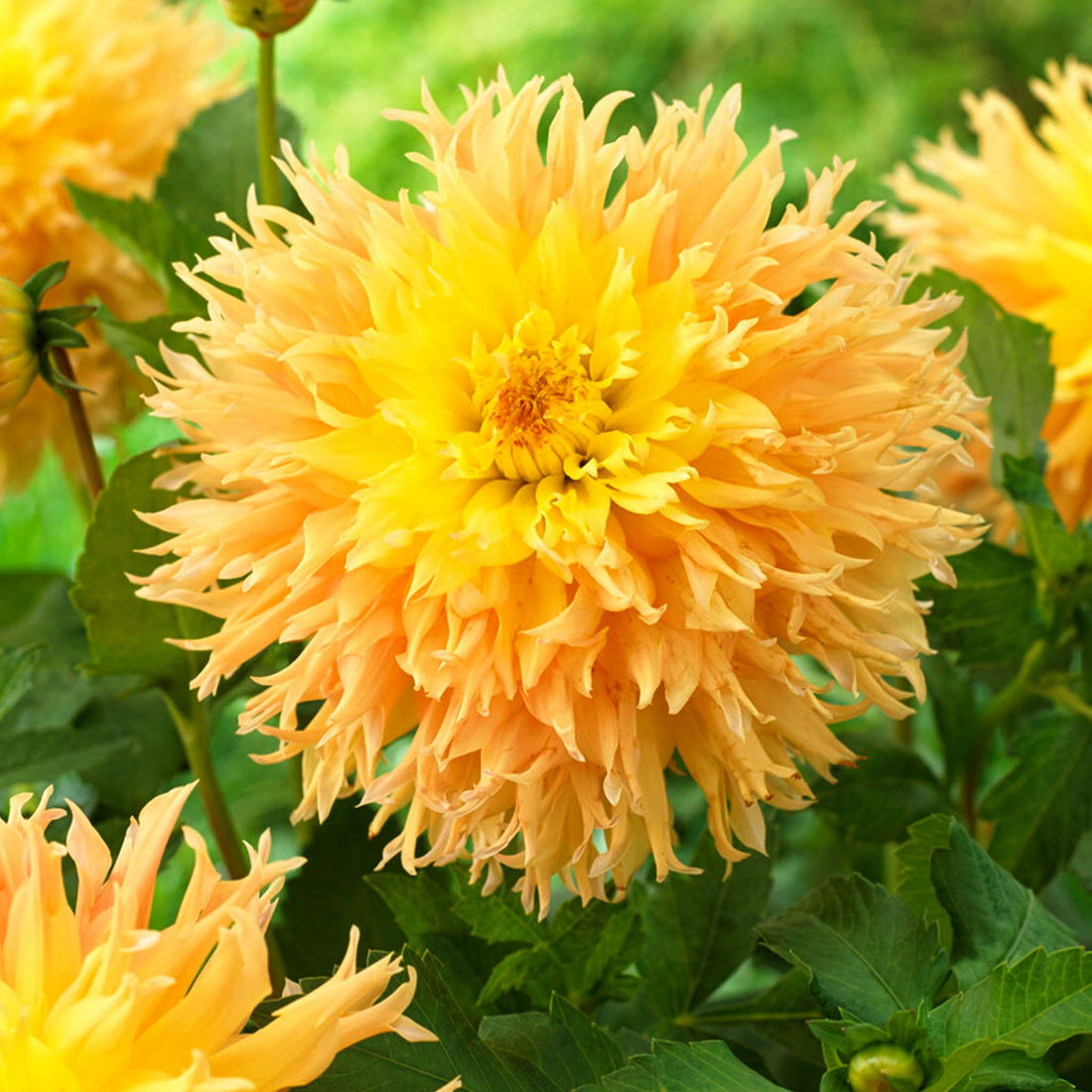 Dahlia Mingus Joshua