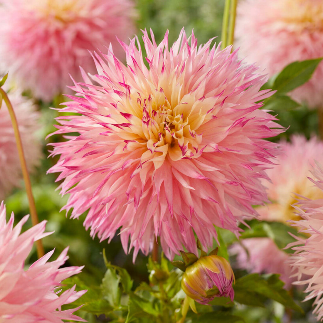 Dahlia Pinelands Princess