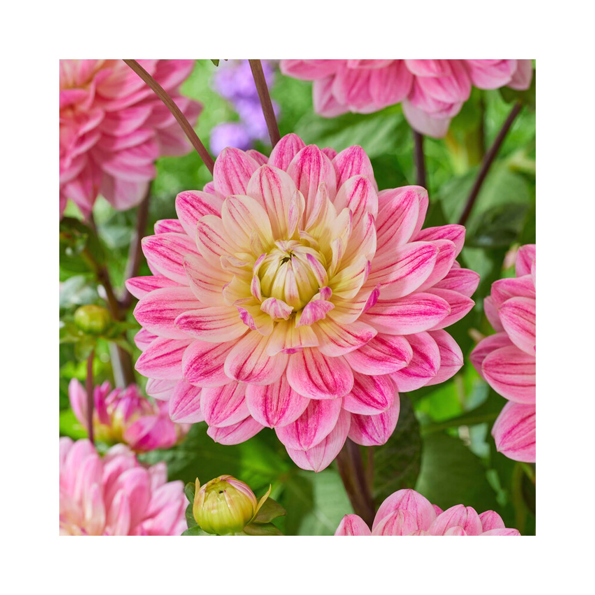 Dahlia Pink Magic