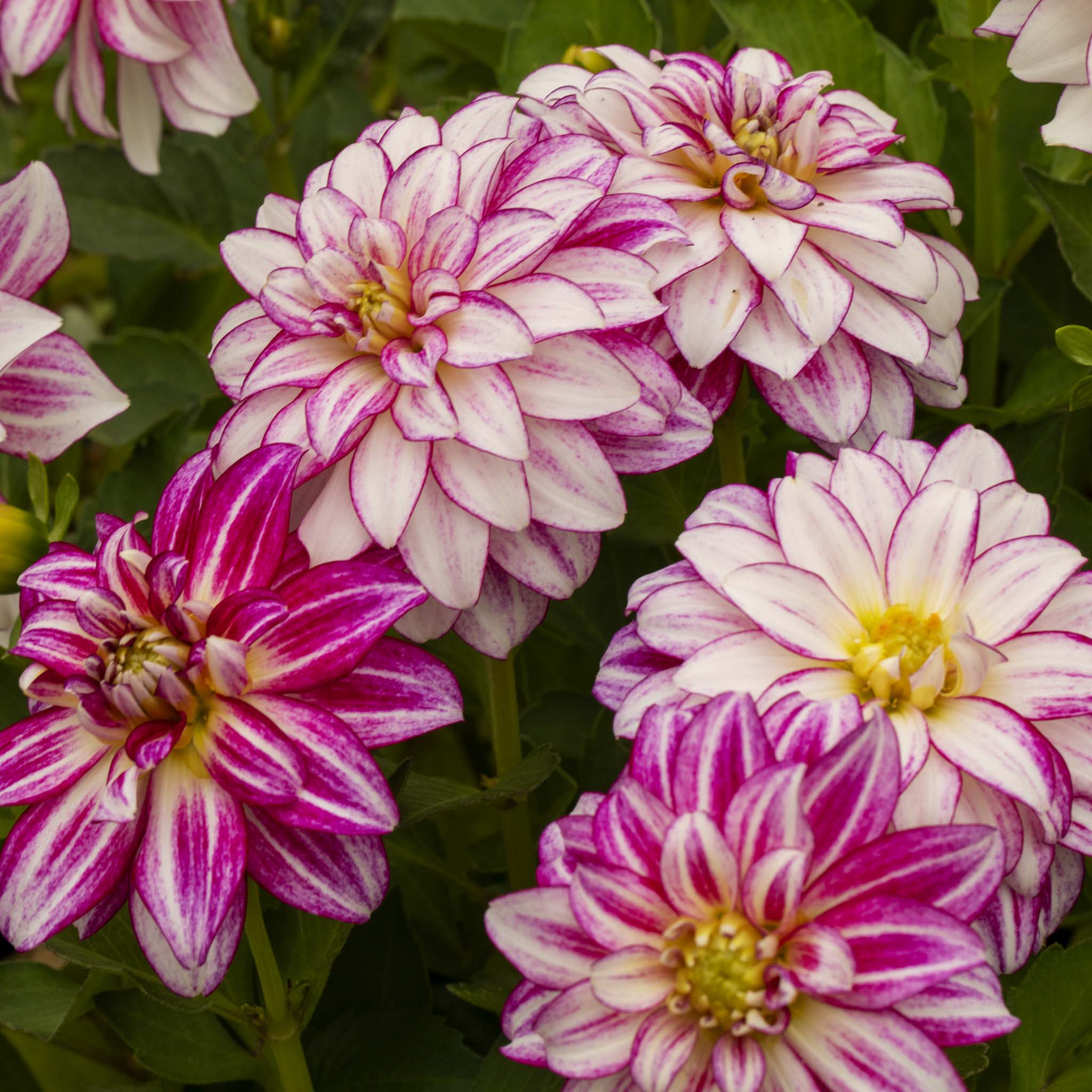 Dahlia Imagine XL Cherry Stripes