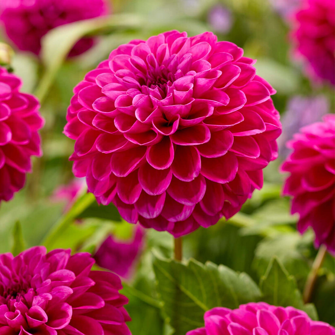 Dahlia Purple Fox