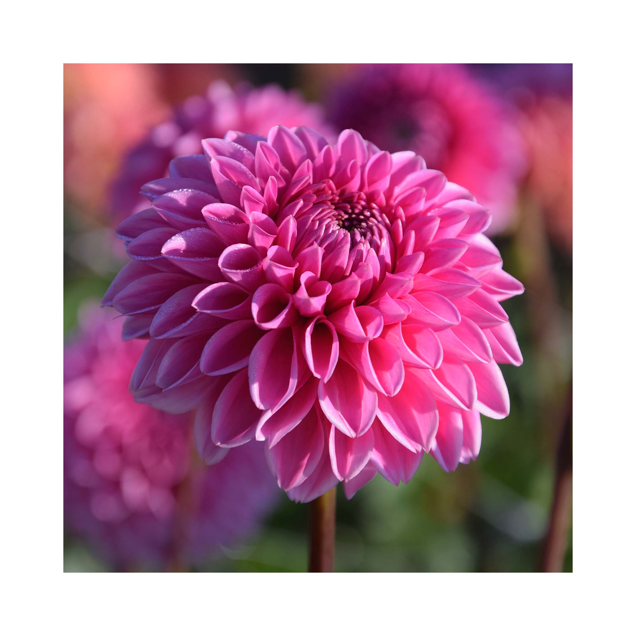 Dahlia Red Cap