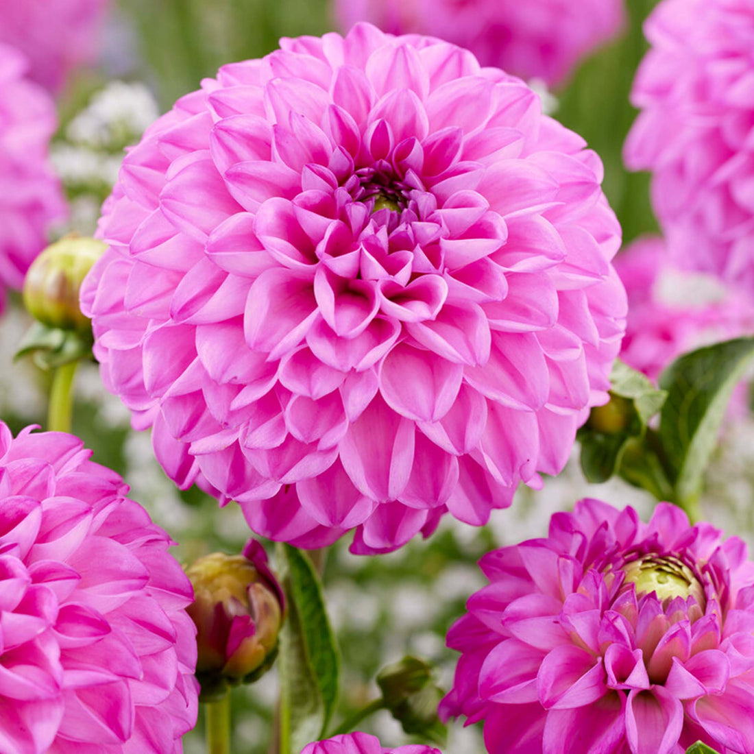 Dahlia Salvation