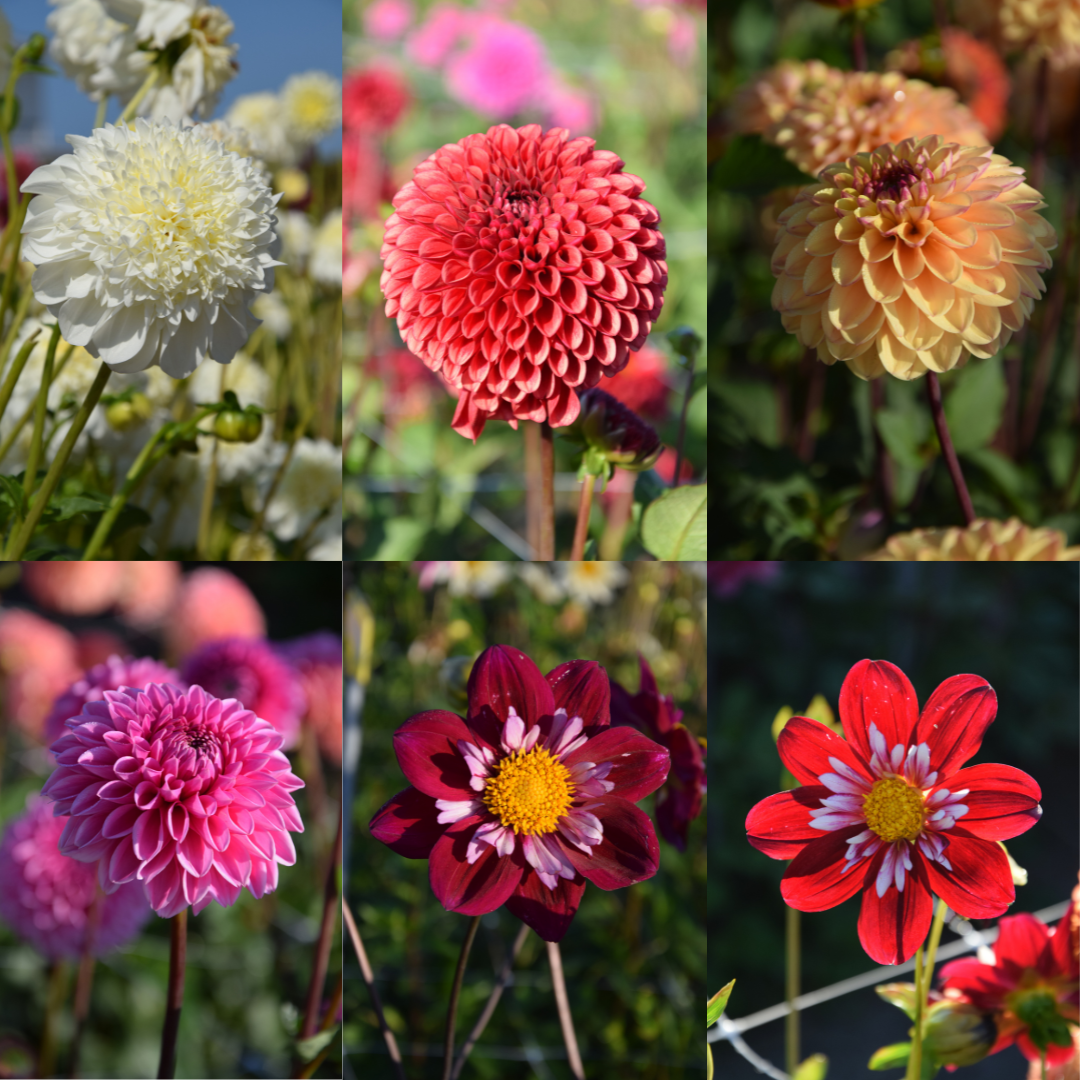 The Perfect 10 Dahlia Collection