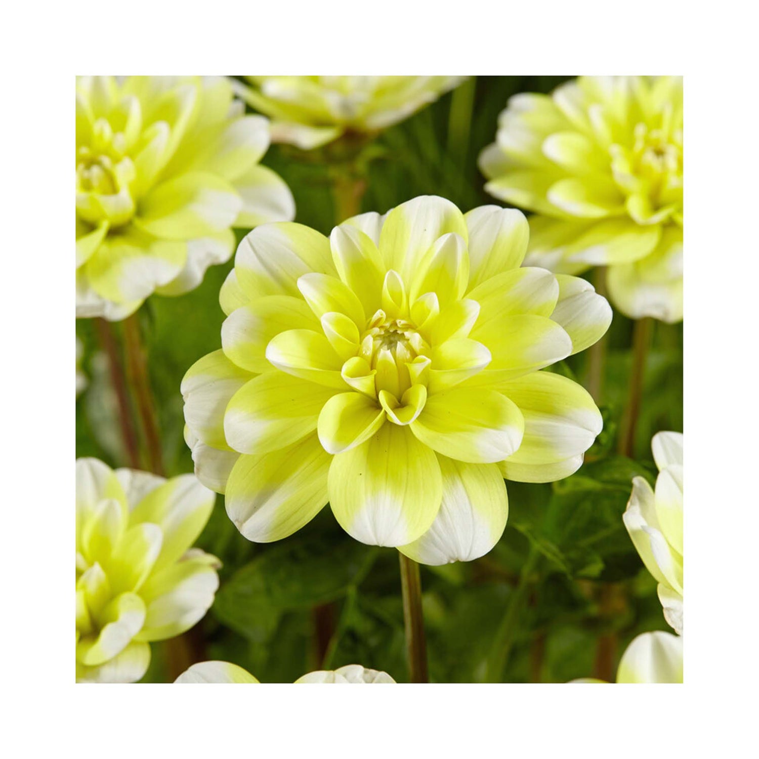 Dahlia Yellow Perception