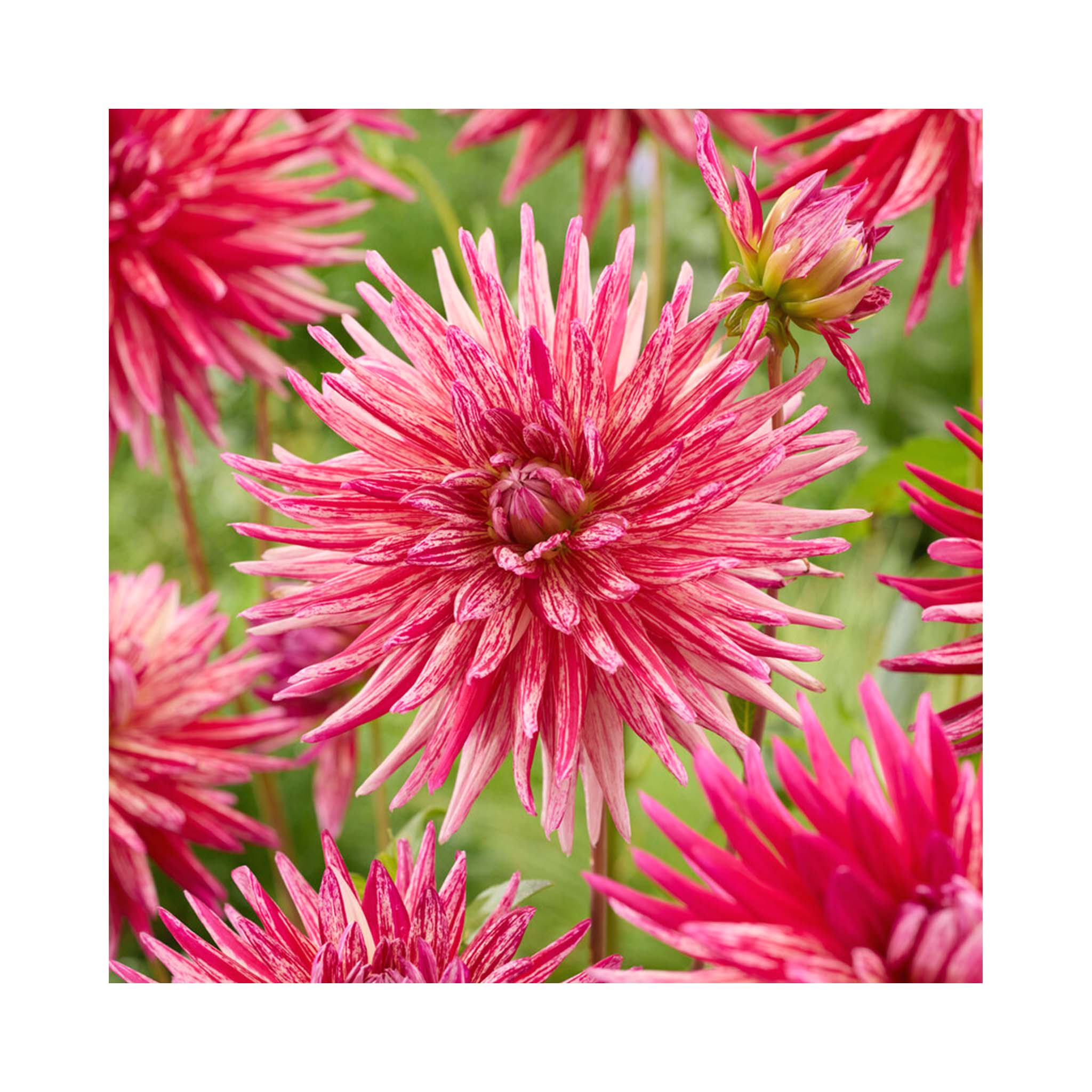 Cactus type Dahlia flower, white petals with splashes and stripes of pink