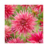 Cactus type Dahlia flower, white petals with splashes and stripes of pink