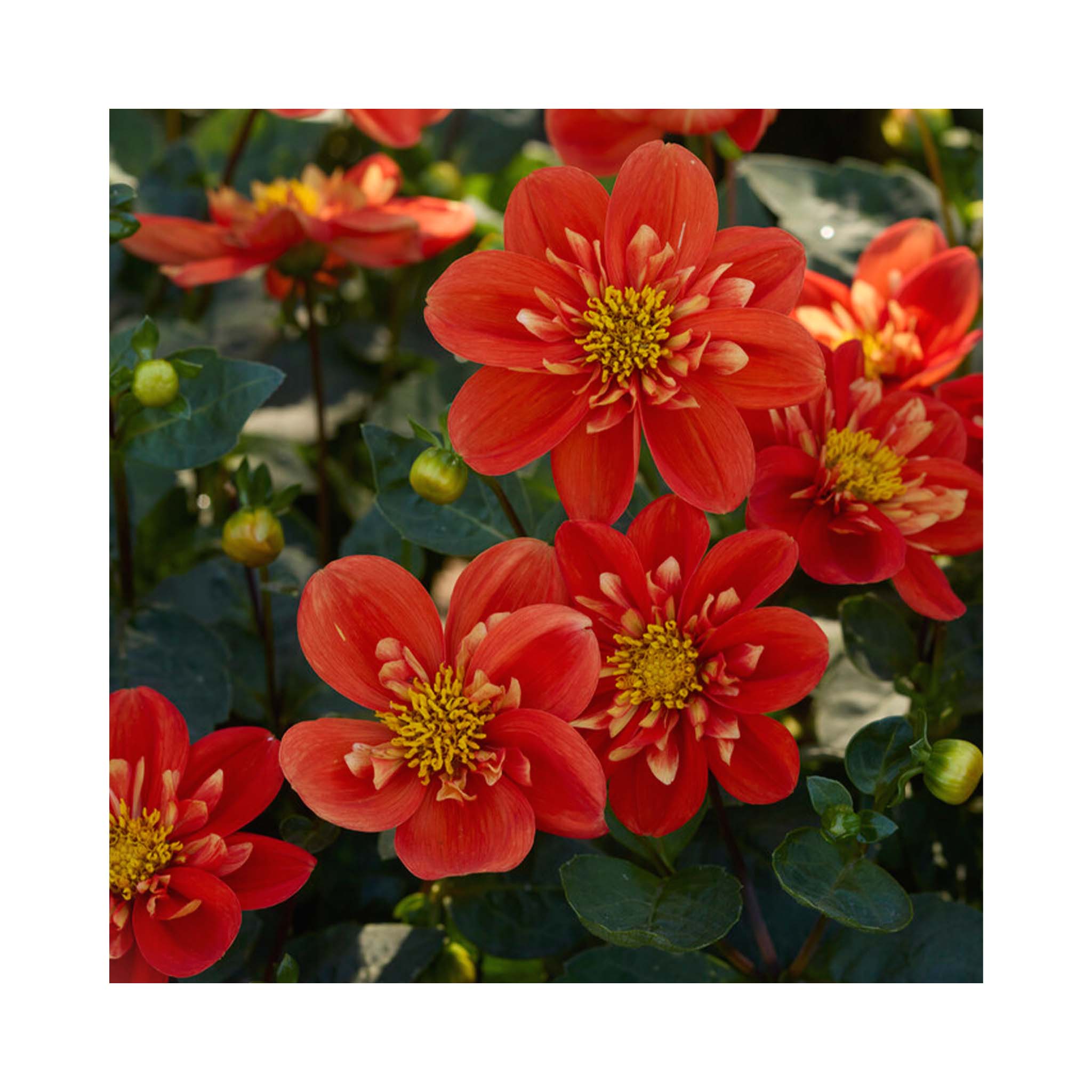 Orange to red collarette type Dahlia flowers with yellow centre