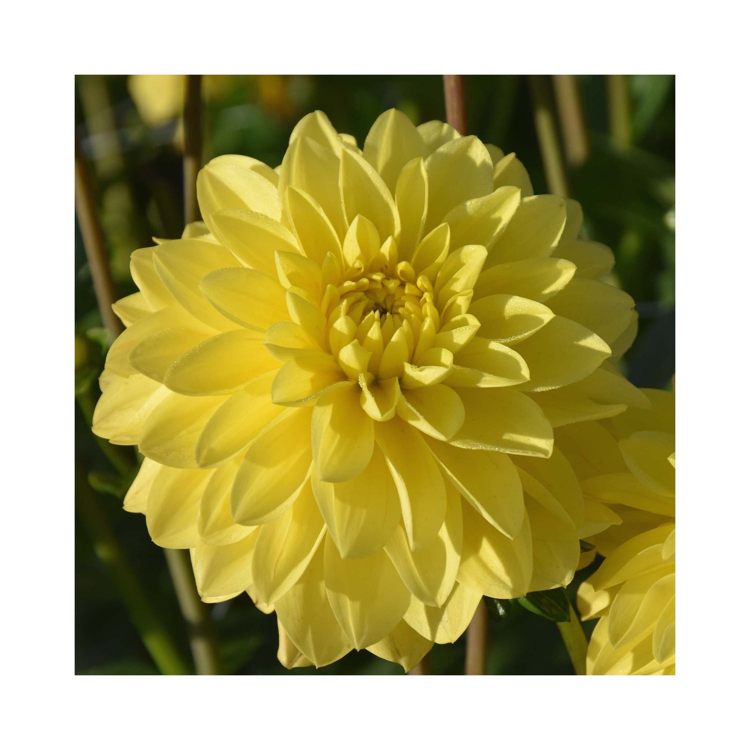 Large pale yellow double Dahlia flower, Decorative group