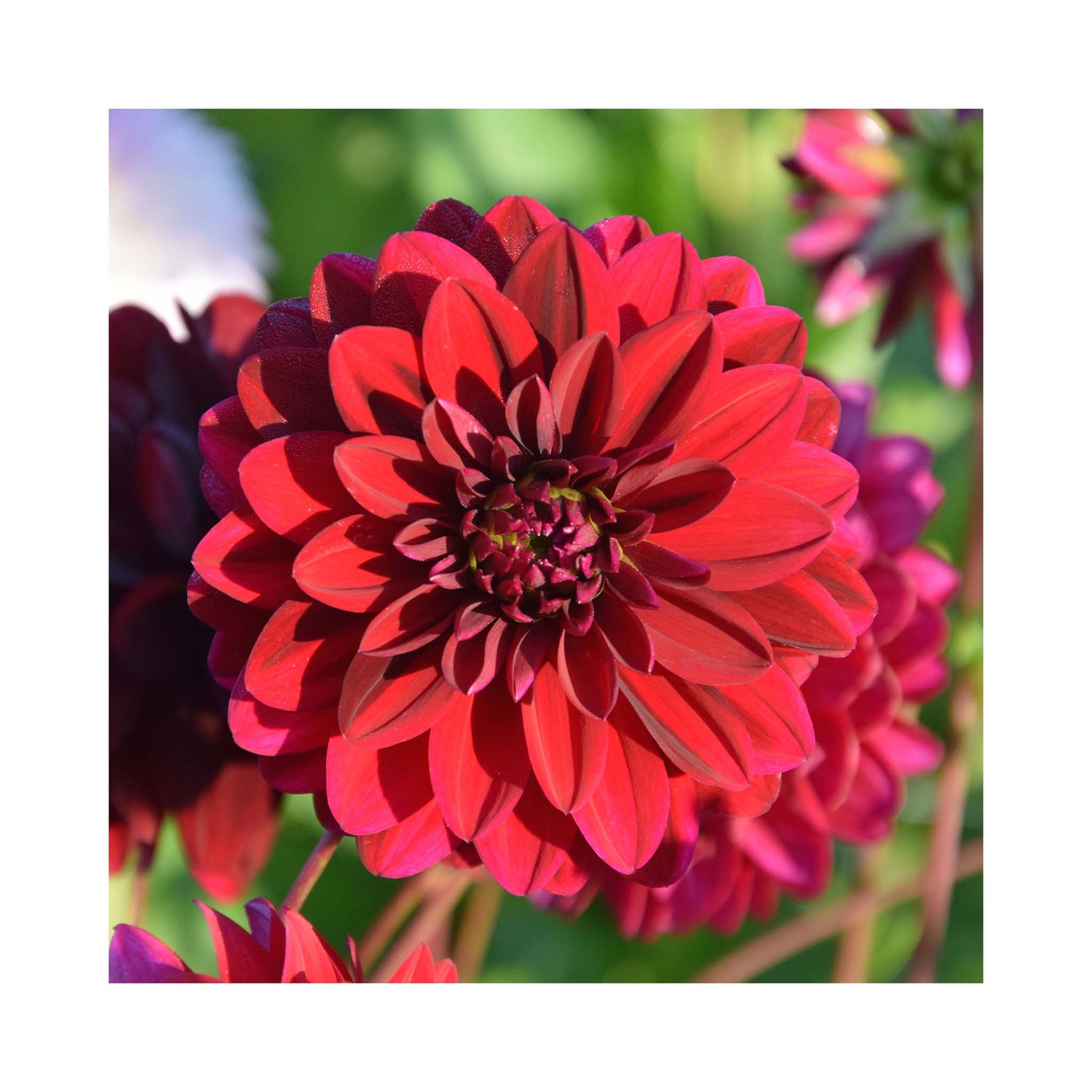 Deep purple Decorative Dahlia flower 