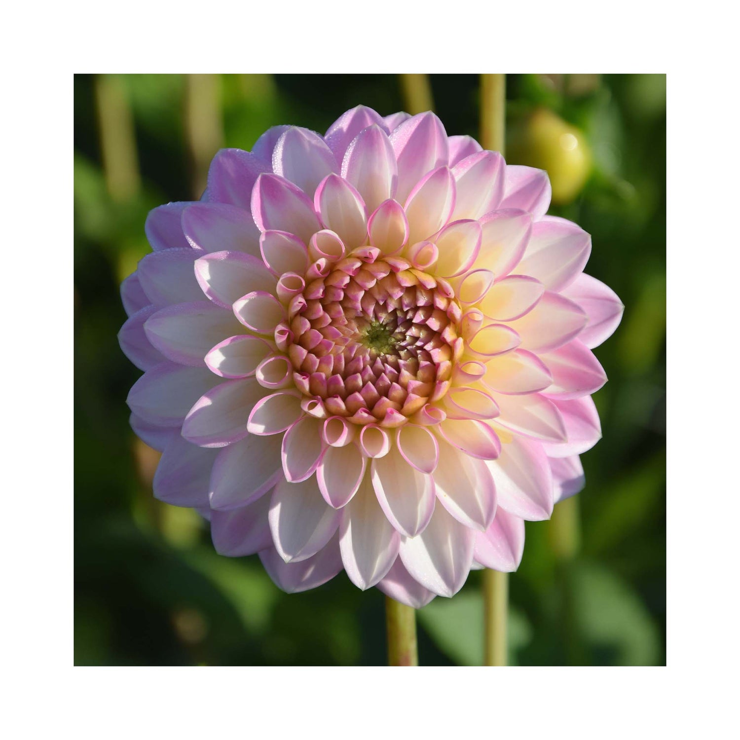 Double flowers of Decorative group Dahlia. White flowers tinged with light pink.