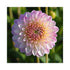 Double flowers of Decorative group Dahlia. White flowers tinged with light pink.