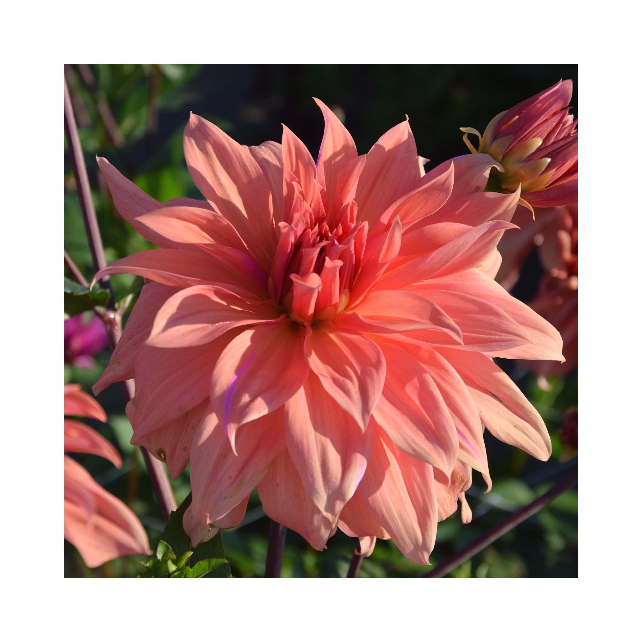 Peach pink Decorative group Dahlia flower