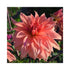 Peach pink Decorative group Dahlia flower