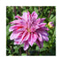 Double flower of Decorative Dahlia. Pale purple with splashes of velvet red.