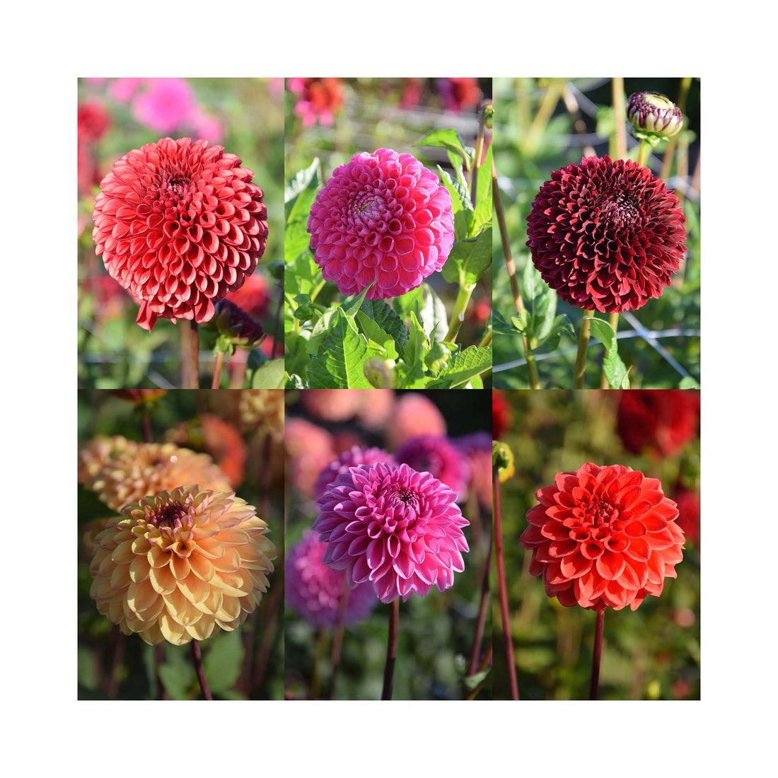 Collection of 6 different colour Dahlia Ball flowers.