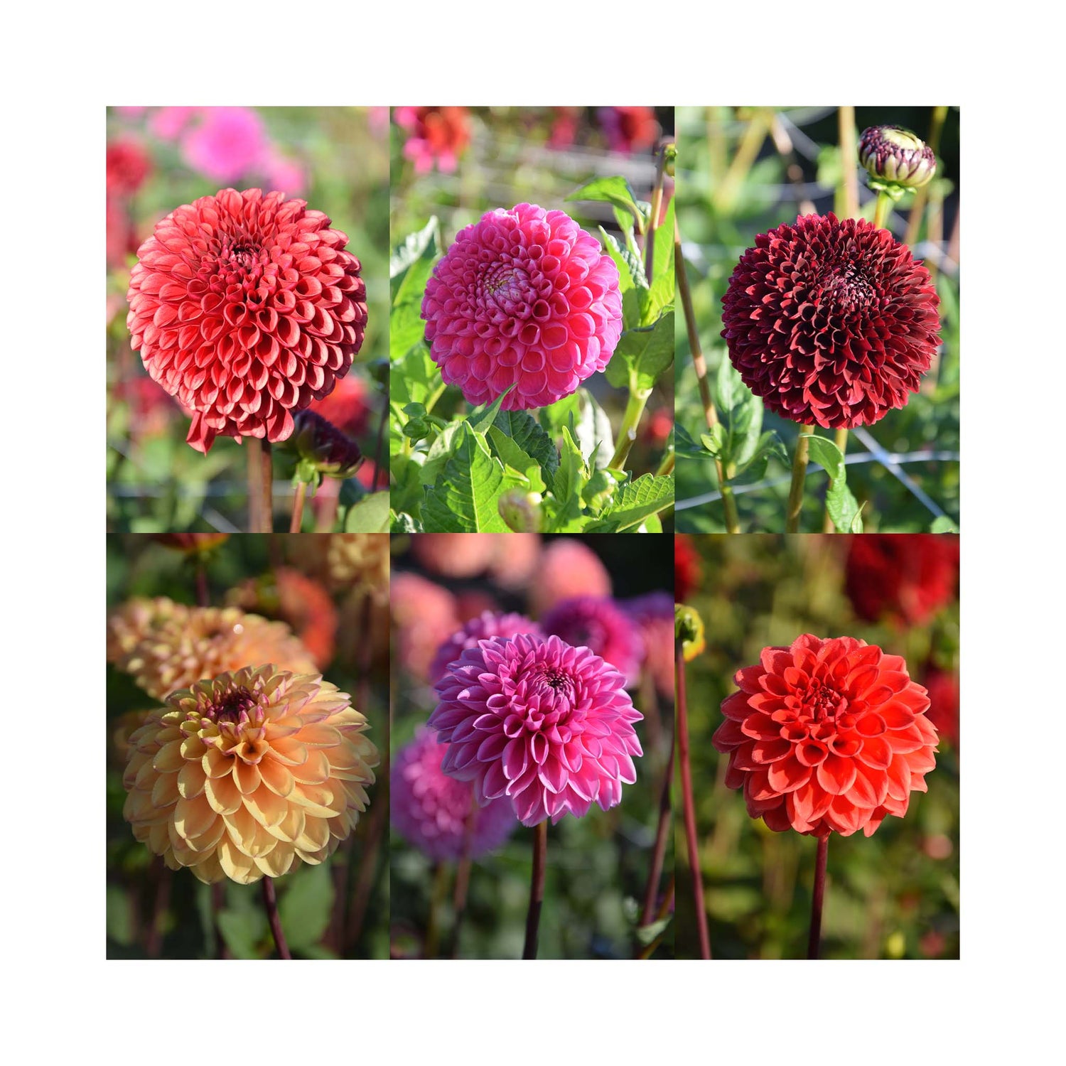 Collection of 6 different colour Dahlia Ball flowers.