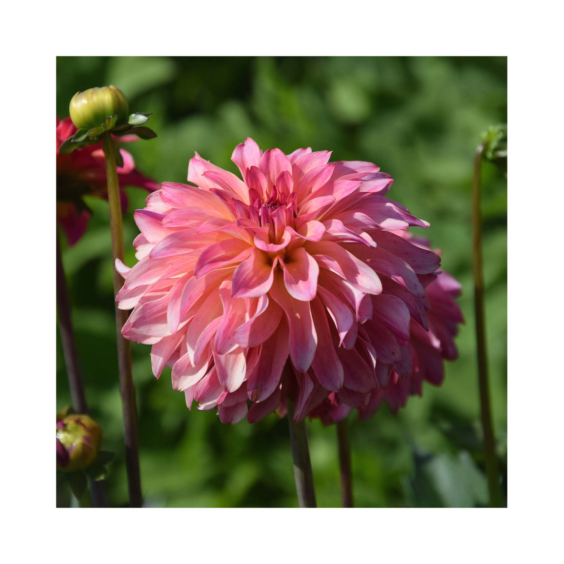 Large decorative group Dahlia flower. Pink petals with golden inner