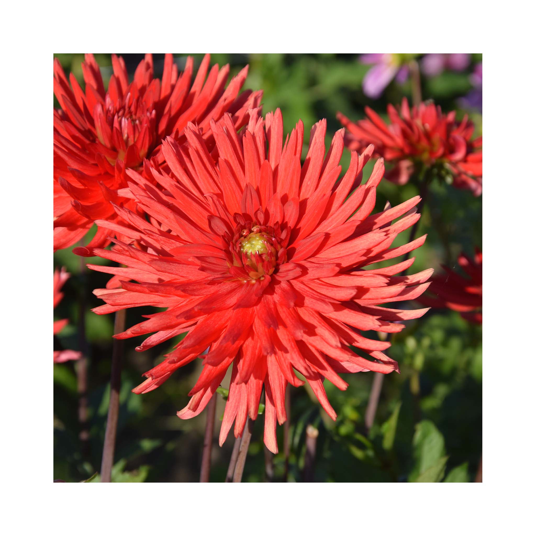 Sunset red cactus flowering Dahlia with golden yellow centre