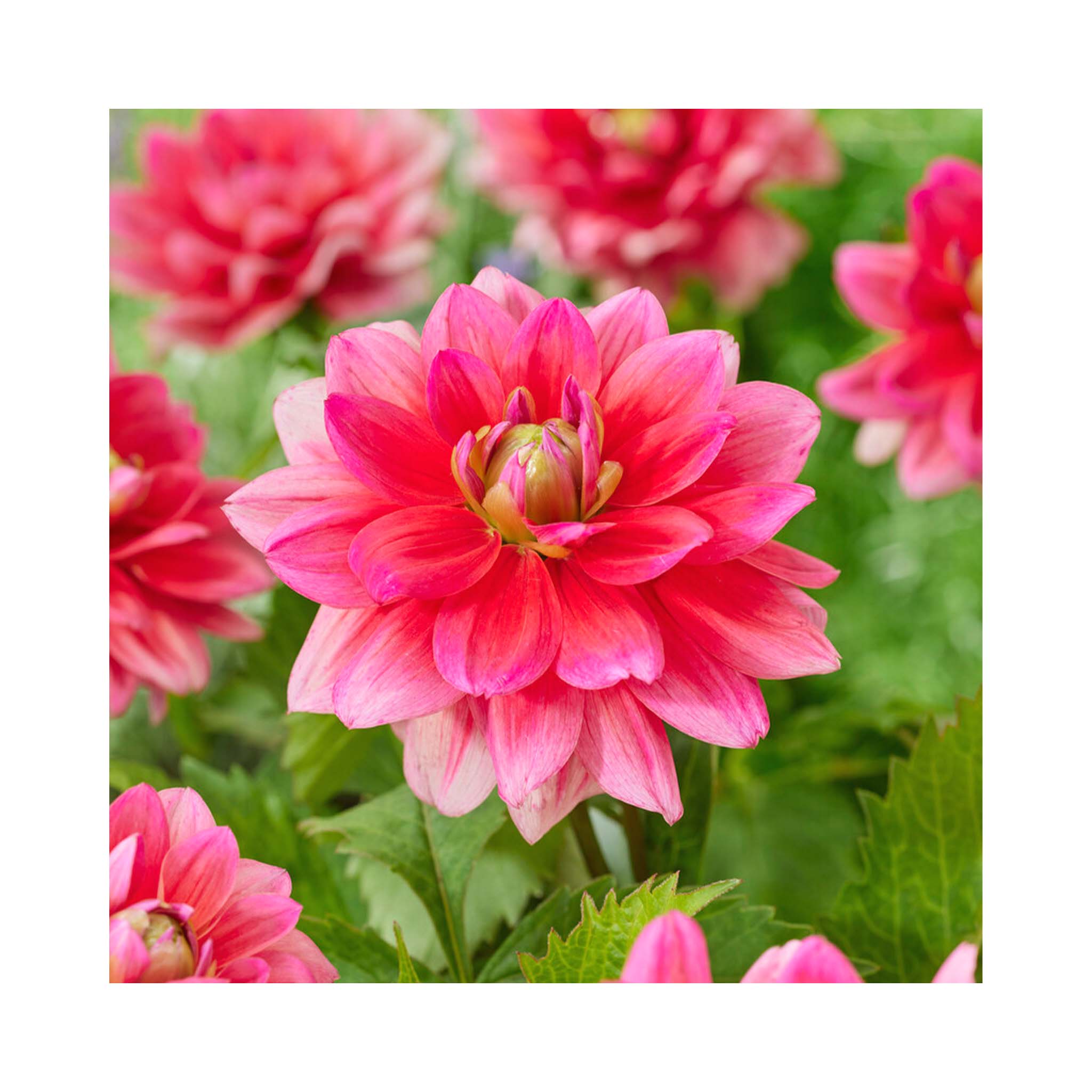 Double flowering Dahlia with magenta pink petals with white tips