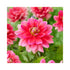 Double flowering Dahlia with magenta pink petals with white tips