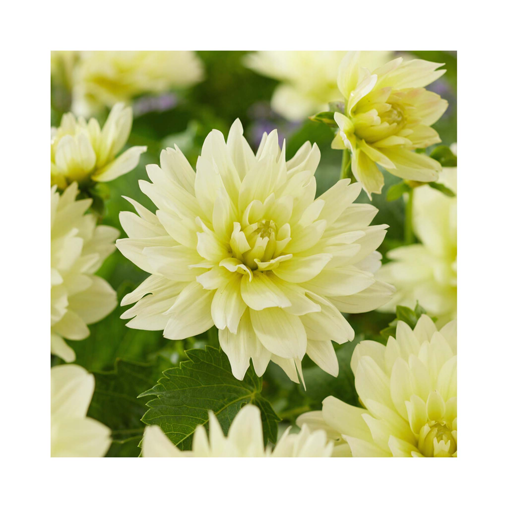 Lemon cream double flowering Dahlia flower on a green plant