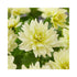 Lemon cream double flowering Dahlia flower on a green plant