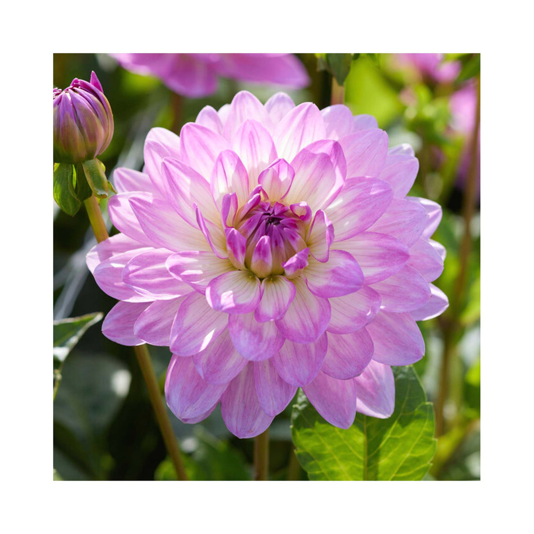 Soft lilac double flowers of Dahlia flower