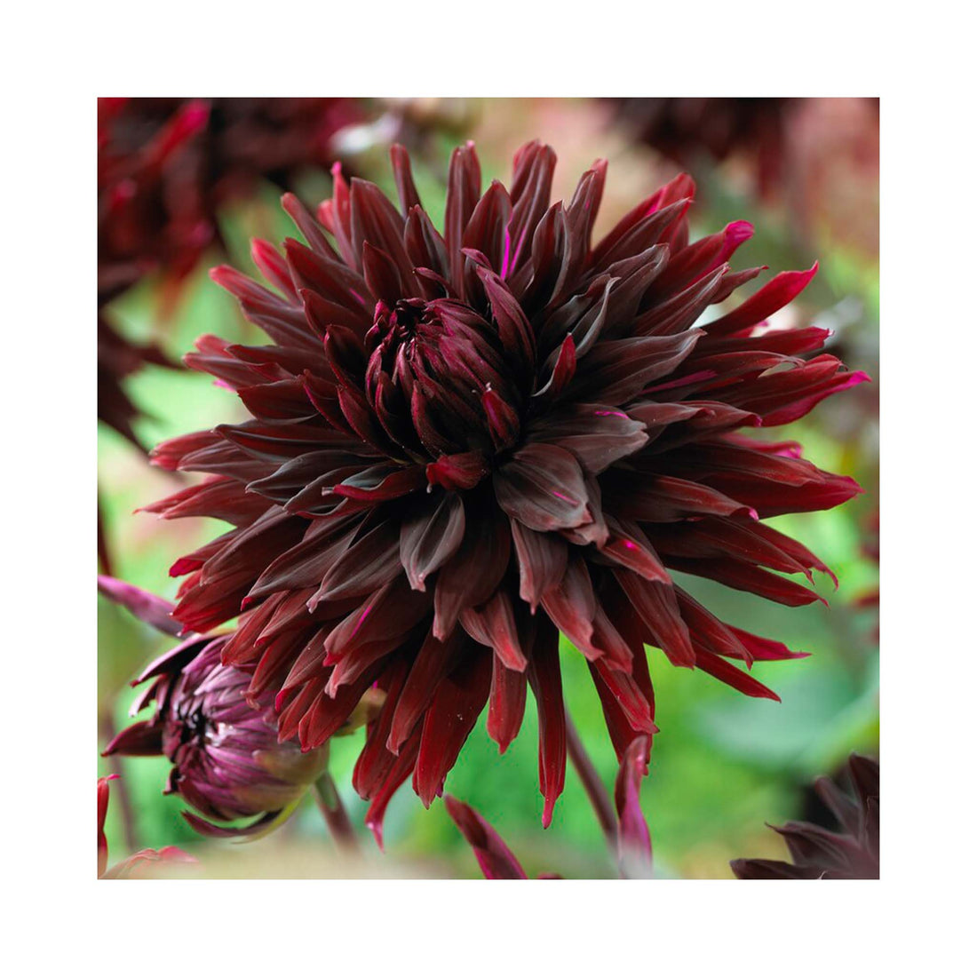 Velvety purple to marron blooms of a Dahlia