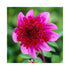 Vibrant pink to purple collarette flowers of Dahlia tuber